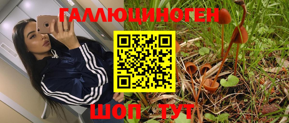 Псилоцибиновые грибы GOLDEN TEACHER  Вход с VPN  Черногорск  Псилоцибиновые грибы GOLDEN TEACHER 